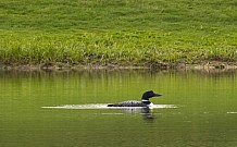 Spring Loon