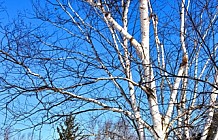 Winter Birch Trees