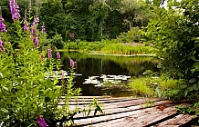 summer pond