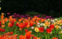 Spring Tulips