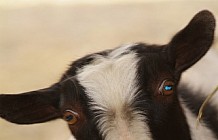 Black And White Goat