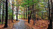 Path throught the woods