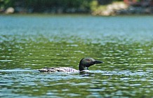 Common Loon In Lake