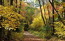 Scenic Footpath