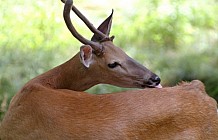 Deer In A Field