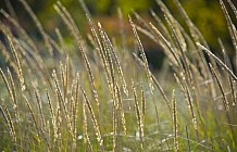 Ornamental Grass