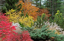 Colorful Garden Shrubs