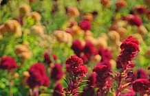 Red and Yellow Flowers