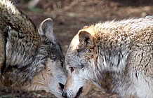 Two Gray Wolves