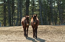 Two Donkeys On A Farm