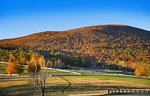 Horse Farm