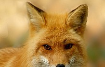 Red Fox