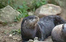 Otter