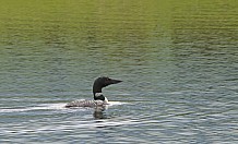 Spring Loon