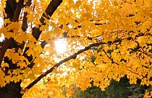 Autumn In A Park