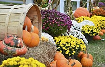 Fall Displays