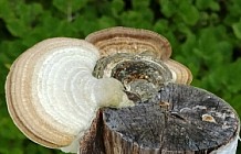 Mushrooms lined up