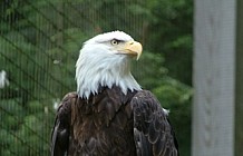 Bald Eagle On Post