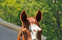 Horse In A Pasture