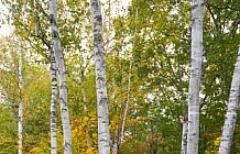 Fall birch trees