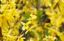 Yellow Forsythia Blossoms