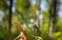 Ladyslippers