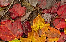 Red and Yellow Leaves