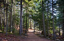 Scenic Footpath