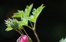 Bleeding Hearts