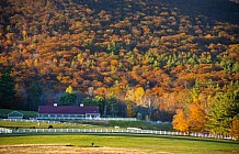 Horse Farm