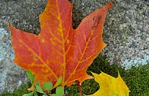 Red and Yellow Maple Leaves