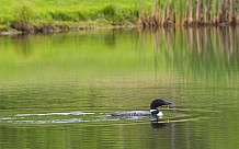 Spring Loon