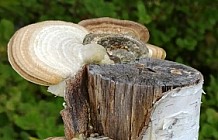 Mushrooms lined up