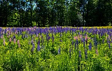 Purple Lupines