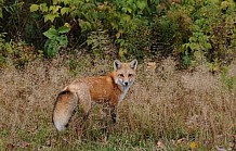 Red Fox In A Field
