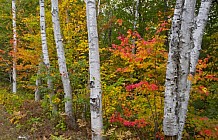 Fall birch trees