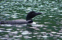 Common Loon In Lake