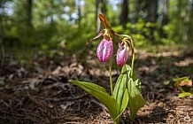 Ladyslippers