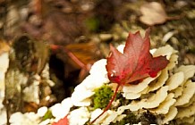 Tree Bark With Fungus and Red Leaves