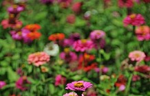 Colorful Zinnias