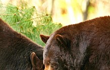 Two Black Bears