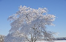 Fresh snow on the lake