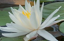 pond lilies