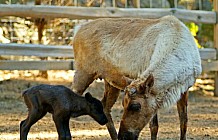 Adult Reindeer With Calf