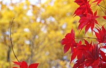 Red And Yellow Leaves