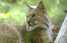 Bobcat At Rest