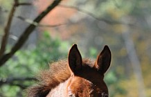 Horses In A Pasture