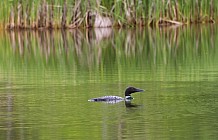 Spring Loon