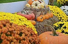 Fall Displays