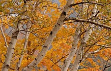 Birch Trees In Autumn